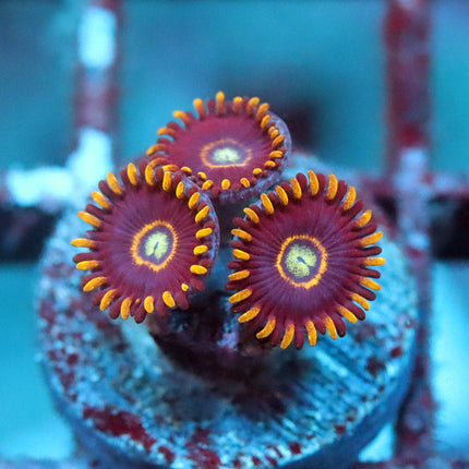 Blue Hornet Zoa