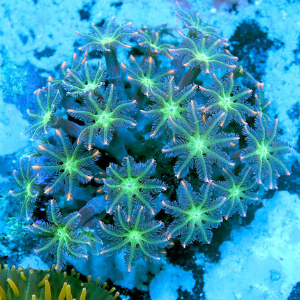 POTO Firework Cloves