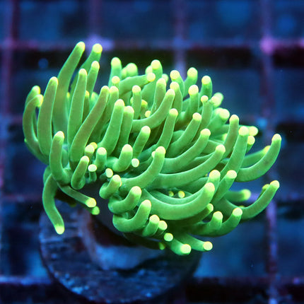 POTO Yellow Tipped Aussie Torch