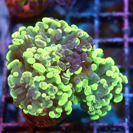Neon Splatter Branching Hammer