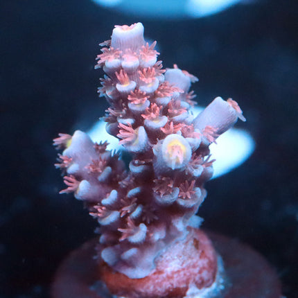 OG RRC Pretty In Pink