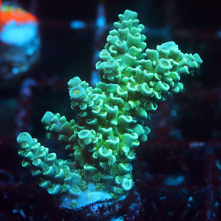 Tank Conditioned Indo Tenuis