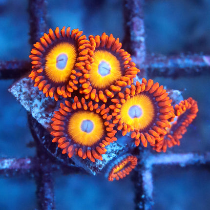 Blondies Zoa
