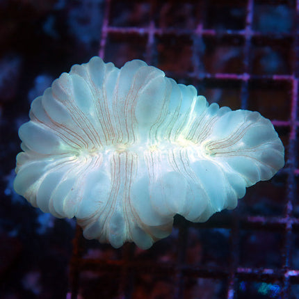 Fantastic Fox Coral
