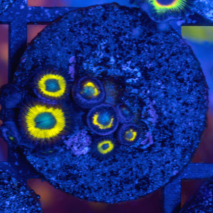 Belladonna Zoa