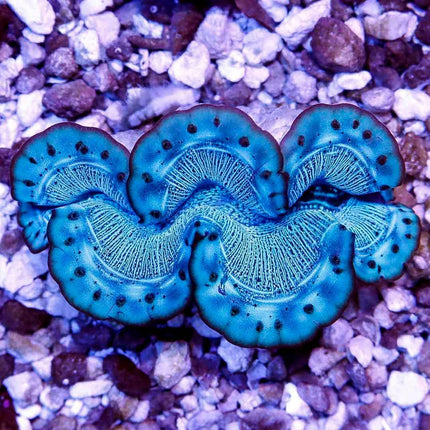 Ultra Red Sea Maxima Clam ~3"