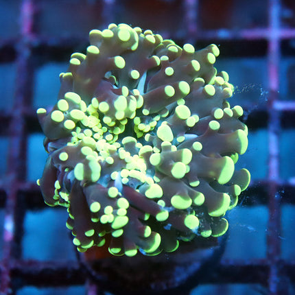 Neon Frogspawn