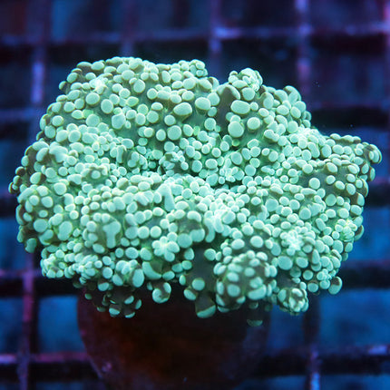 Teal Octospawn