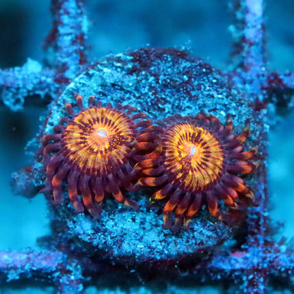 Pandora Zoa