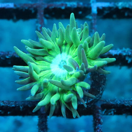 Neon Duncan