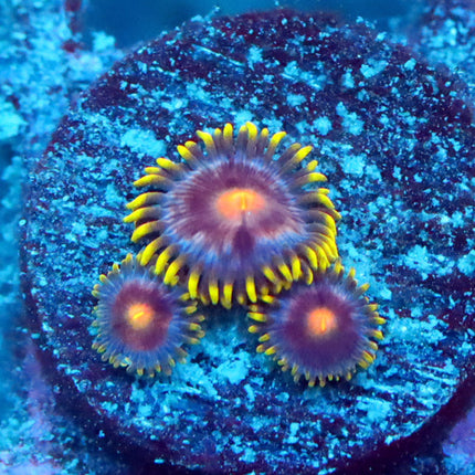 POTO Blazing Lemon Zoa
