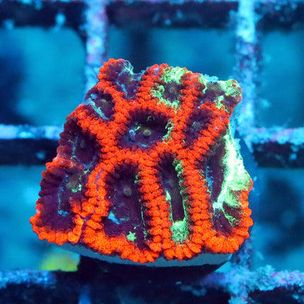 Scarlet War Coral