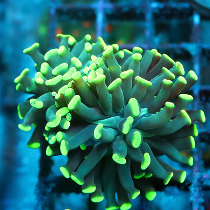 Neon Branching Hammer