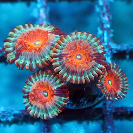 POTO Blue Agave Zoa