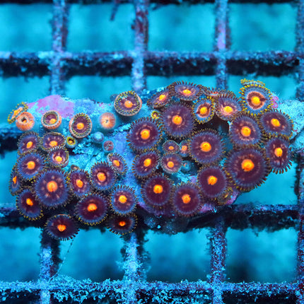 POTO Blazing Lemon Zoa Mini Colony