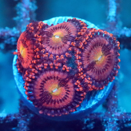 POTO UV Nebula Zoa