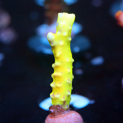 RRC Goldenrod