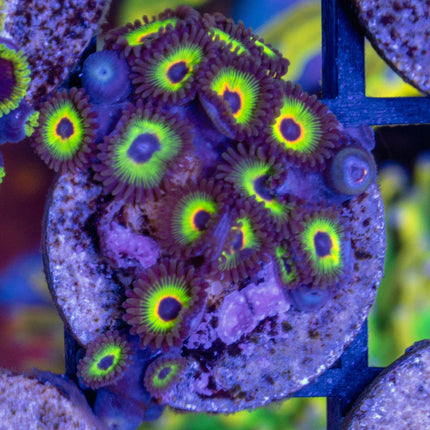 WWC Bob Marley Zoa