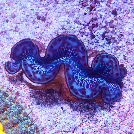 Ultra Red Sea Maxima Clam