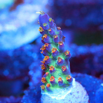 JKR Rainbow Acro