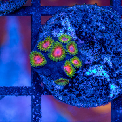 Awesome blossom Zoa