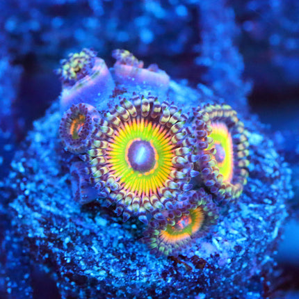 ASD Hyper Jubilee Zoa (7P)