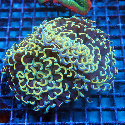 Ultra Rainbow Fat Head Rainbow Hammer