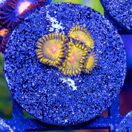 GB Golden Kiwi Zoa
