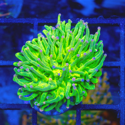 Todd Torch "neon green with bi color tips