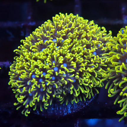 Neon GSP