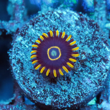 Blue Hornet Zoa