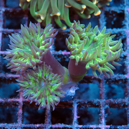 Duncan Coral