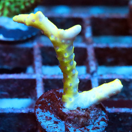 Golden Rod Anacrapora