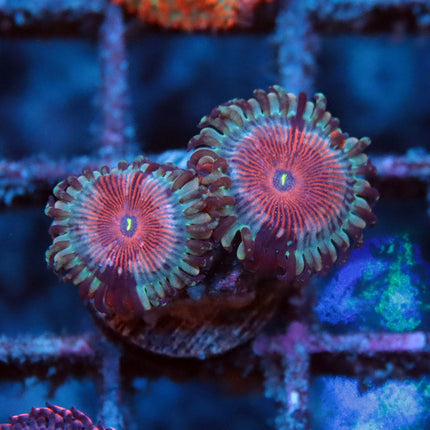 POTO Blue Agave Zoa