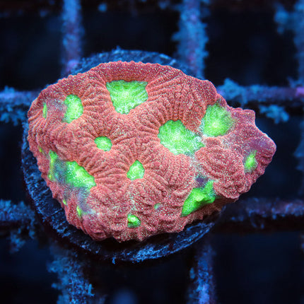 Sparkle Alien Eye
