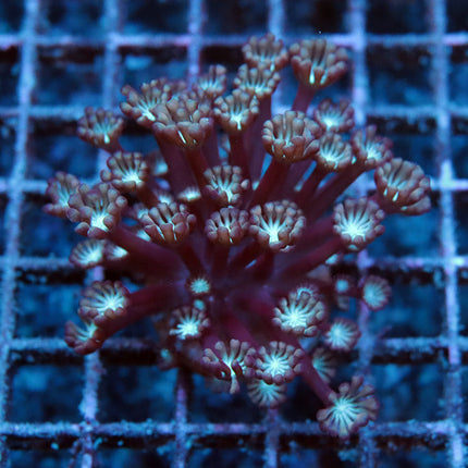 Peach Nectar Alveopora