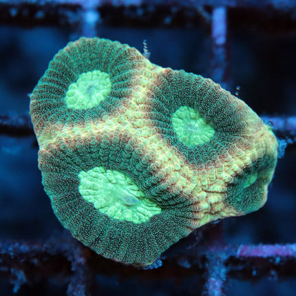 Reverse Prism Favia