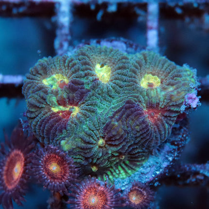 Rainbow Camo Favia w/ Pandora Zoa