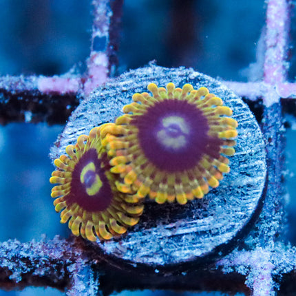 Rainbow Yoda Zoa