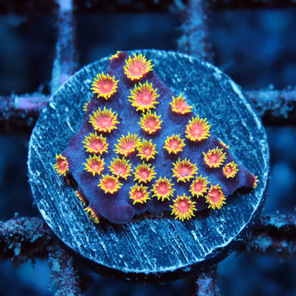 Bizarro Cyphastrea