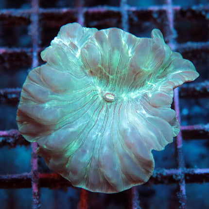 Fantastic Fox Coral
