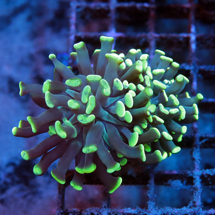 Neon Branching Hammer