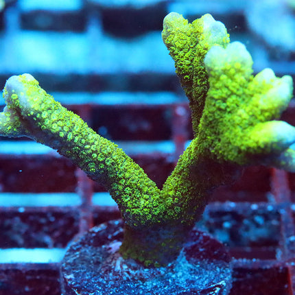 Neon Green Digi