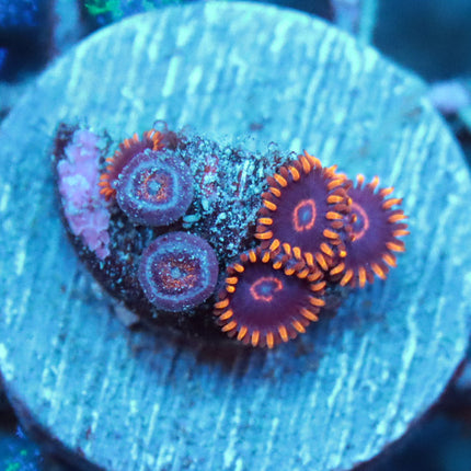 Red Hornet Zoa