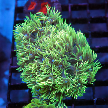 Ultra Neon Long Tentacle Goni