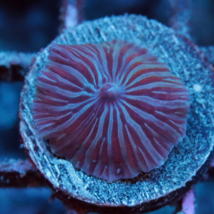 POTO Satisjaction Mushroom