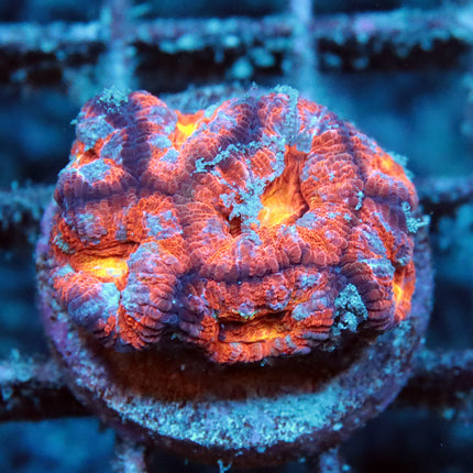 Rainbow Acan