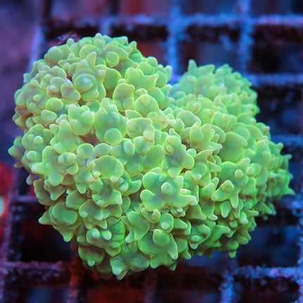 Neon Pearl Bubble Coral