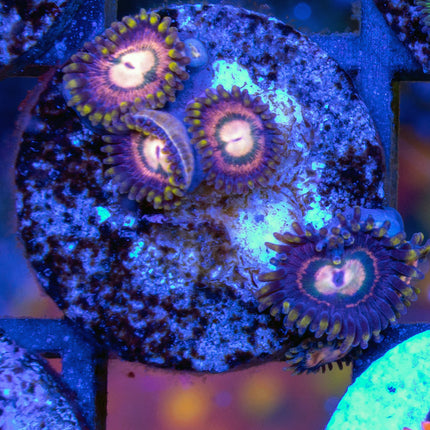 JKR Nebula Carl Paly