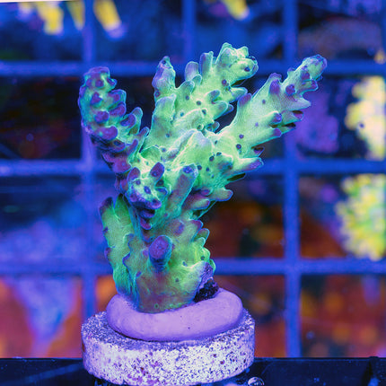 Upscales Microclados Acro